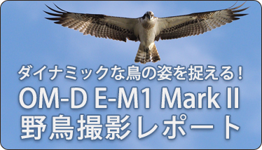 ダイナミックな鳥の姿を捉える！OM-D E-M1 Mark II 野鳥撮影レポート