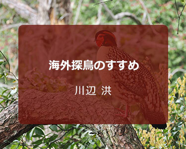 写真家 川辺 洪　海外探鳥のすすめ～旅支度と観察・撮影のノウハウと作例～