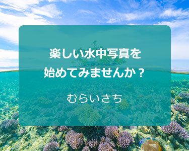 写真家 むらいさち～楽しい水中写真を始めてみませんか？～