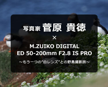 写真家 菅原 貴徳 × M.ZUIKO DIGITAL ED 50-200mm F2.8 IS PRO～もう一つの”白レンズ”との野鳥撮影旅～