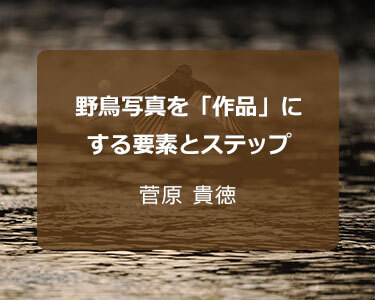 写真家 菅原 貴徳 ～野鳥写真を「作品」にする要素とステップ～