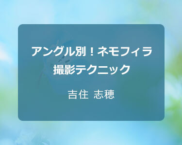 写真家 吉住 志穂～アングル別！ネモフィラ撮影テクニック～