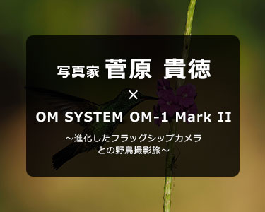 写真家 菅原 貴徳 × OM SYSTEM OM-1 Mark II～進化したフラッグシップカメラとの野鳥撮影旅～