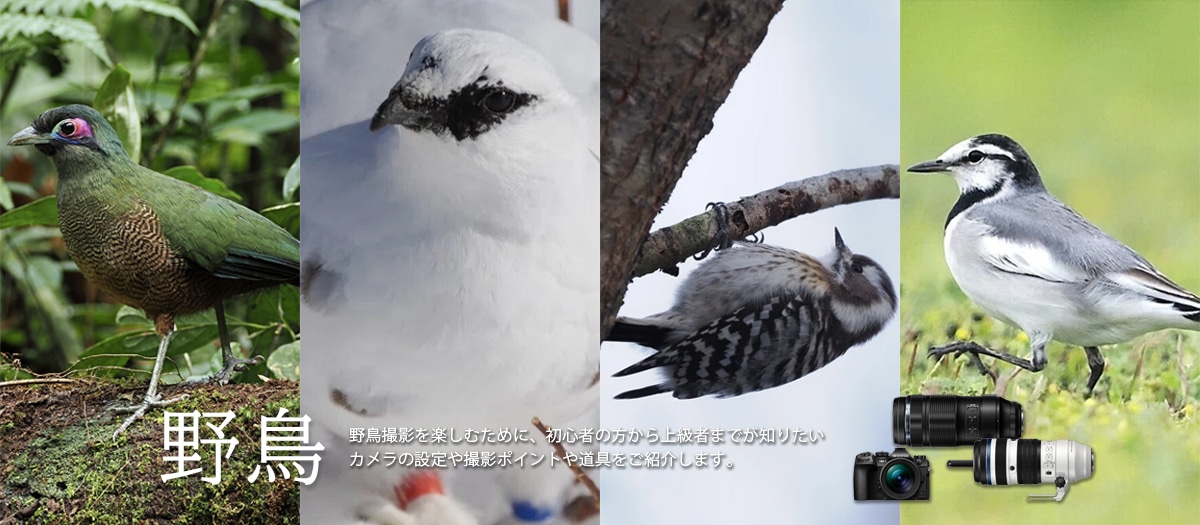 2_野鳥LP（製品オンラインストアトップ）