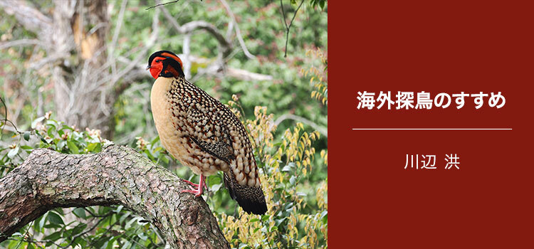 写真家 川辺 洪　海外探鳥のすすめ～旅支度と観察・撮影のノウハウと作例～