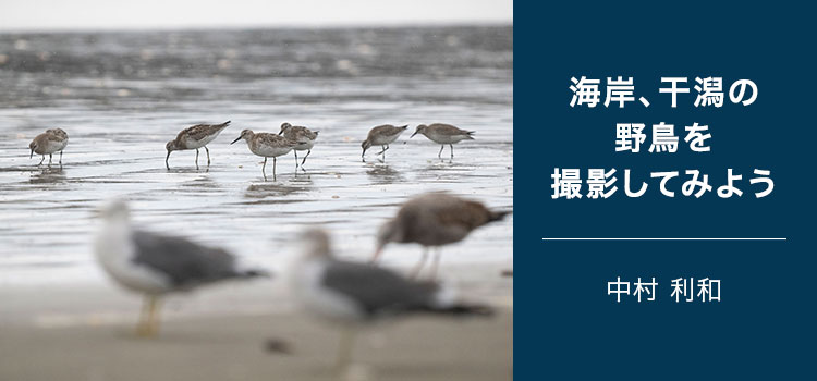 写真家 中村 利和～海岸、干潟の野鳥を撮影してみよう～