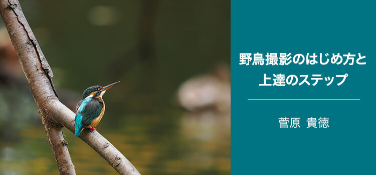 【特集】写真家 菅原 貴徳～野鳥撮影のはじめ方と上達のステップ～