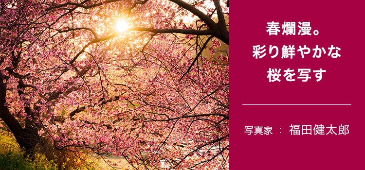 写真家 福田健太郎 ～春爛漫。彩り鮮やかな桜を写す～