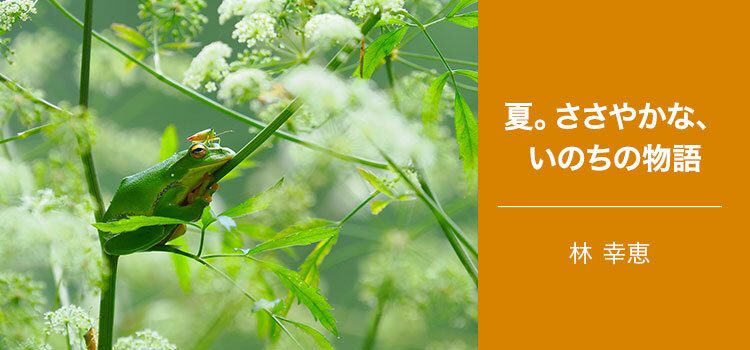 写真家 林 幸恵～夏。ささやかな、いのちの物語～