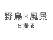 野鳥×風景を撮る