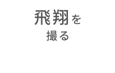 飛翔を撮る