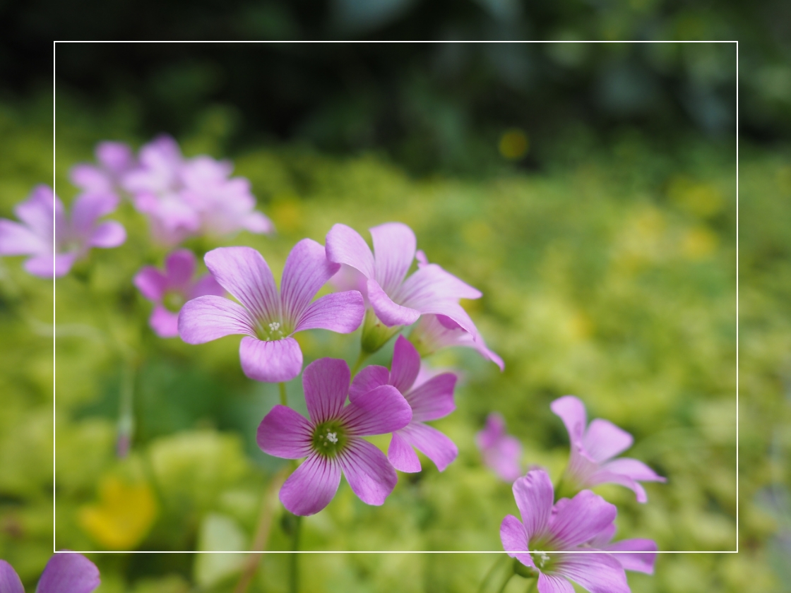 単写（深度合成なし）で撮影した花