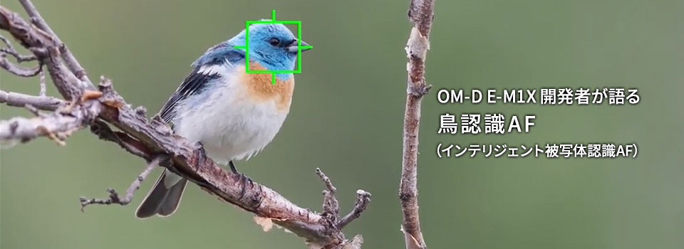OM-D E-M1X 開発者が語る 鳥認識AF（インテリジェント被写体認識AF）