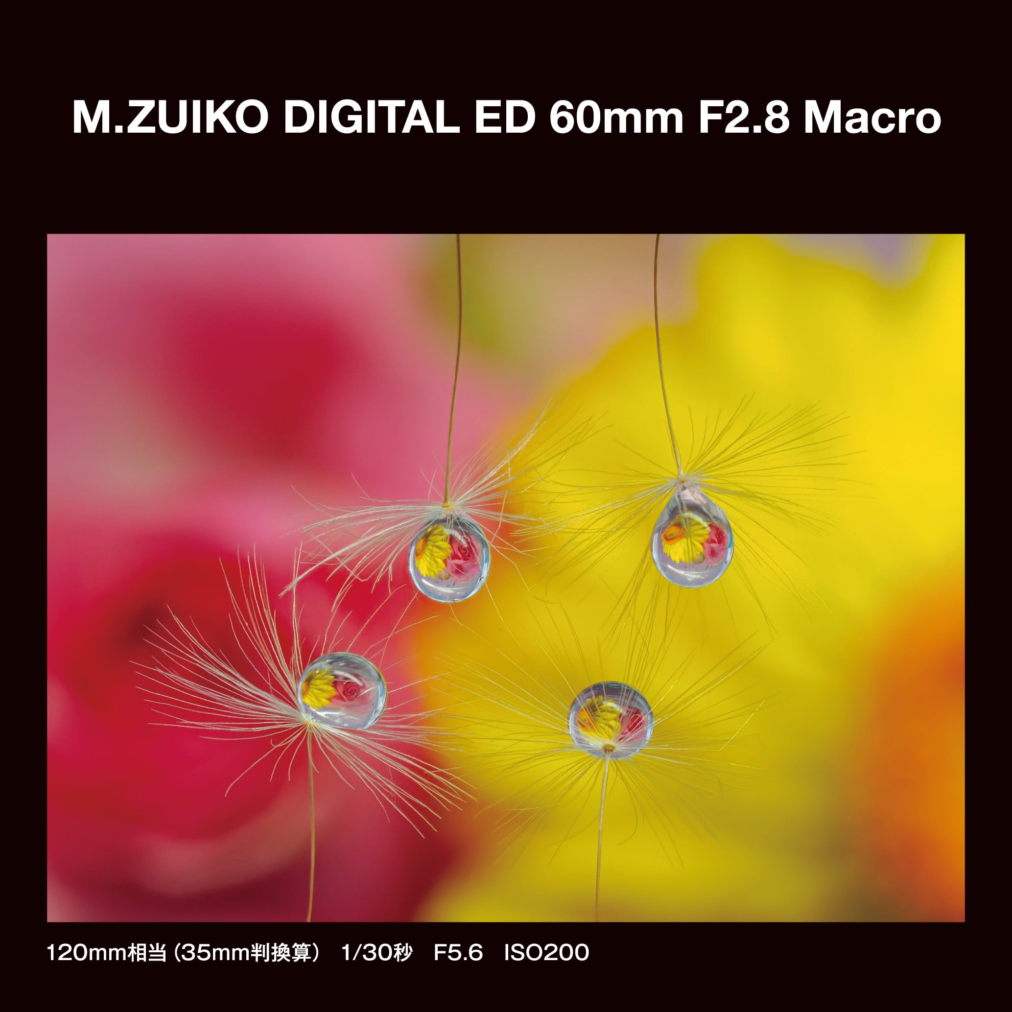 【OM SYSTEMブランド】M.ZUIKO DIGITAL ED 60mm F2.8 Macro 【OM SYSTEMブランド】M.ZUIKO DIGITAL ED 60mm F2.8 Macro