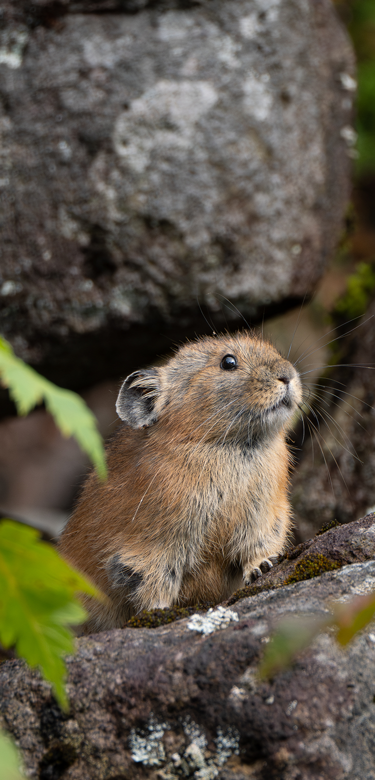 基本情報｜M.ZUIKO DIGITAL ED 100-400mm F5.0-6.3 IS Ⅱ｜M.ZUIKO