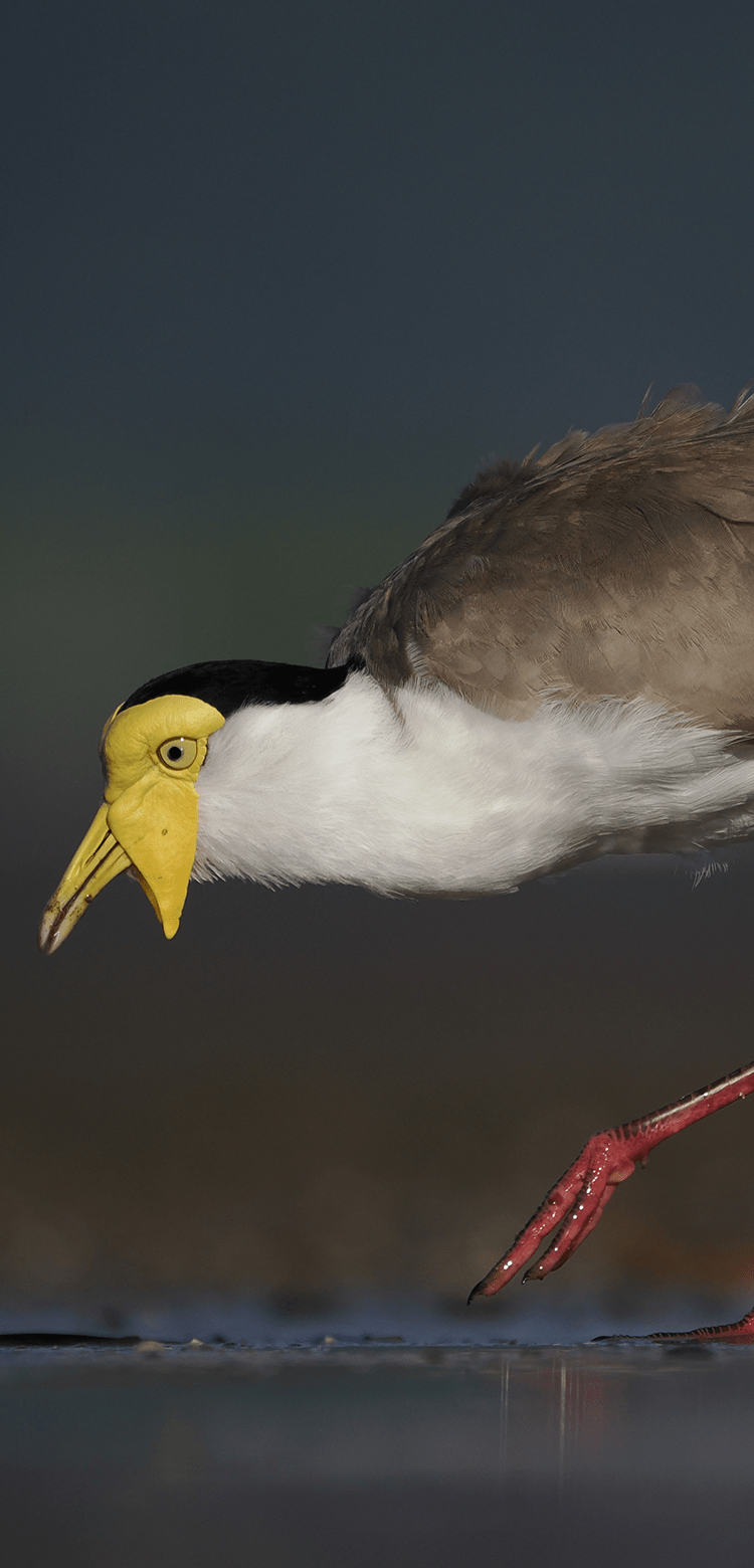 基本情報｜M.ZUIKO DIGITAL ED 100-400mm F5.0-6.3 IS Ⅱ｜M.ZUIKO