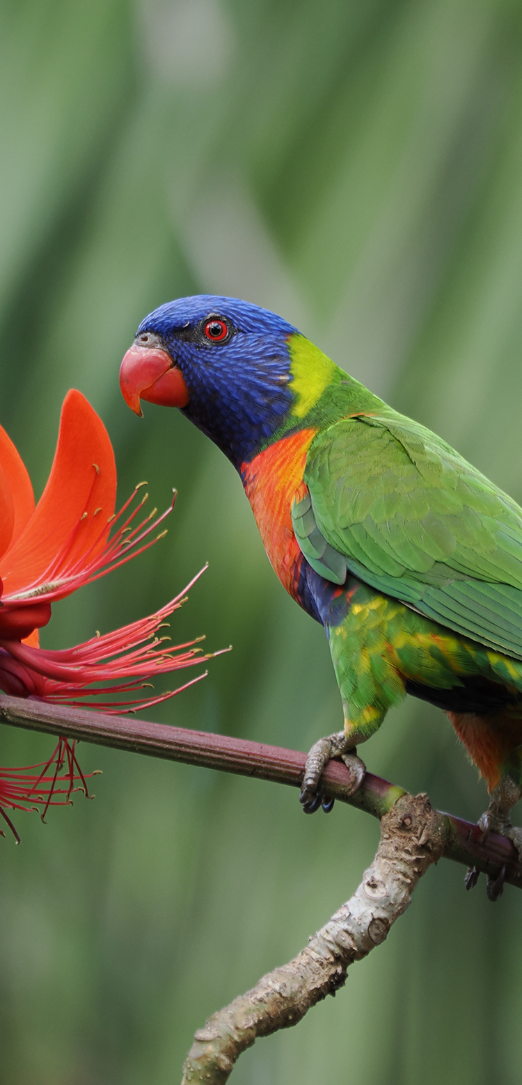 基本情報｜M.ZUIKO DIGITAL ED 100-400mm F5.0-6.3 IS Ⅱ｜M.ZUIKO