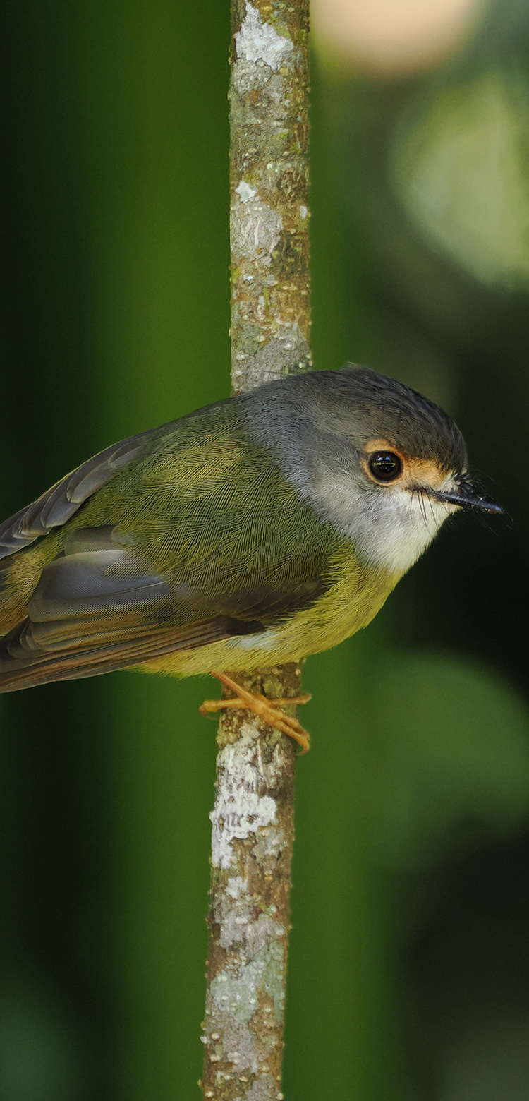 基本情報｜M.ZUIKO DIGITAL ED 100-400mm F5.0-6.3 IS Ⅱ｜M.ZUIKO