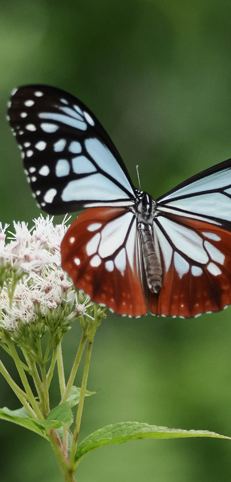 基本情報｜M.ZUIKO DIGITAL ED 100-400mm F5.0-6.3 IS Ⅱ｜M.ZUIKO