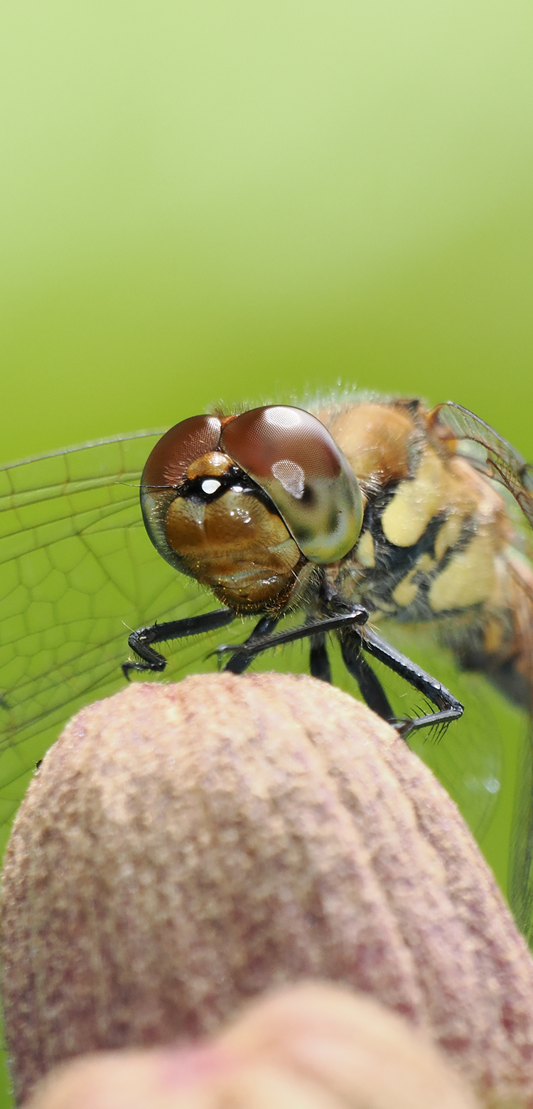 M.ZUIKO ED 100-400mm F5.0－6.3 IS 2型 M.Zuiko Digital ED 100-400mm F5.0-6.3 IS: 2020: News: Olympus