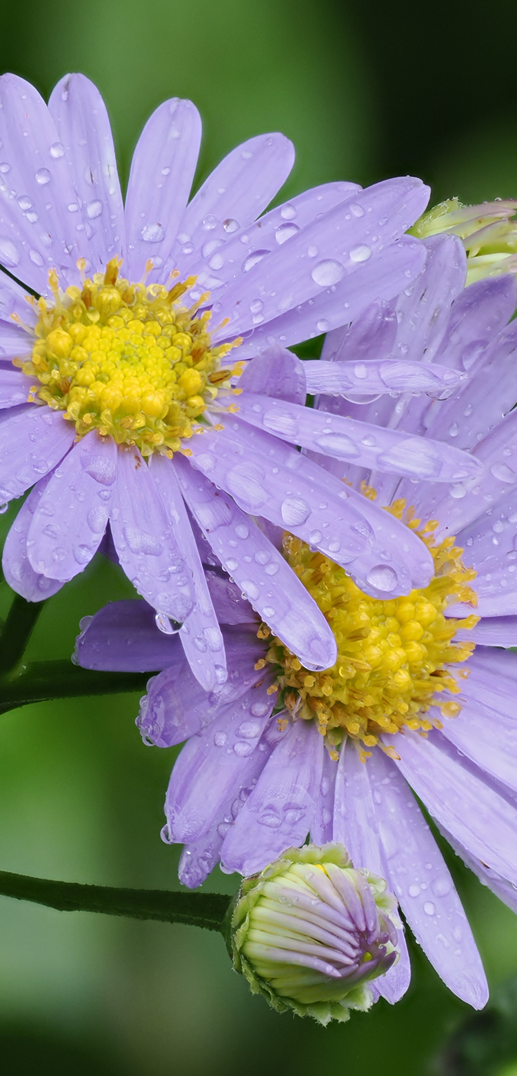 基本情報｜M.ZUIKO DIGITAL ED 100-400mm F5.0-6.3 IS Ⅱ｜M.ZUIKO