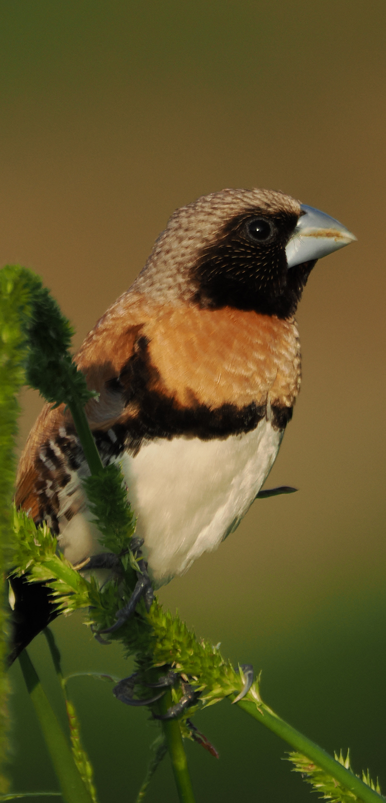 基本情報｜M.ZUIKO DIGITAL ED 100-400mm F5.0-6.3 IS Ⅱ｜M.ZUIKO
