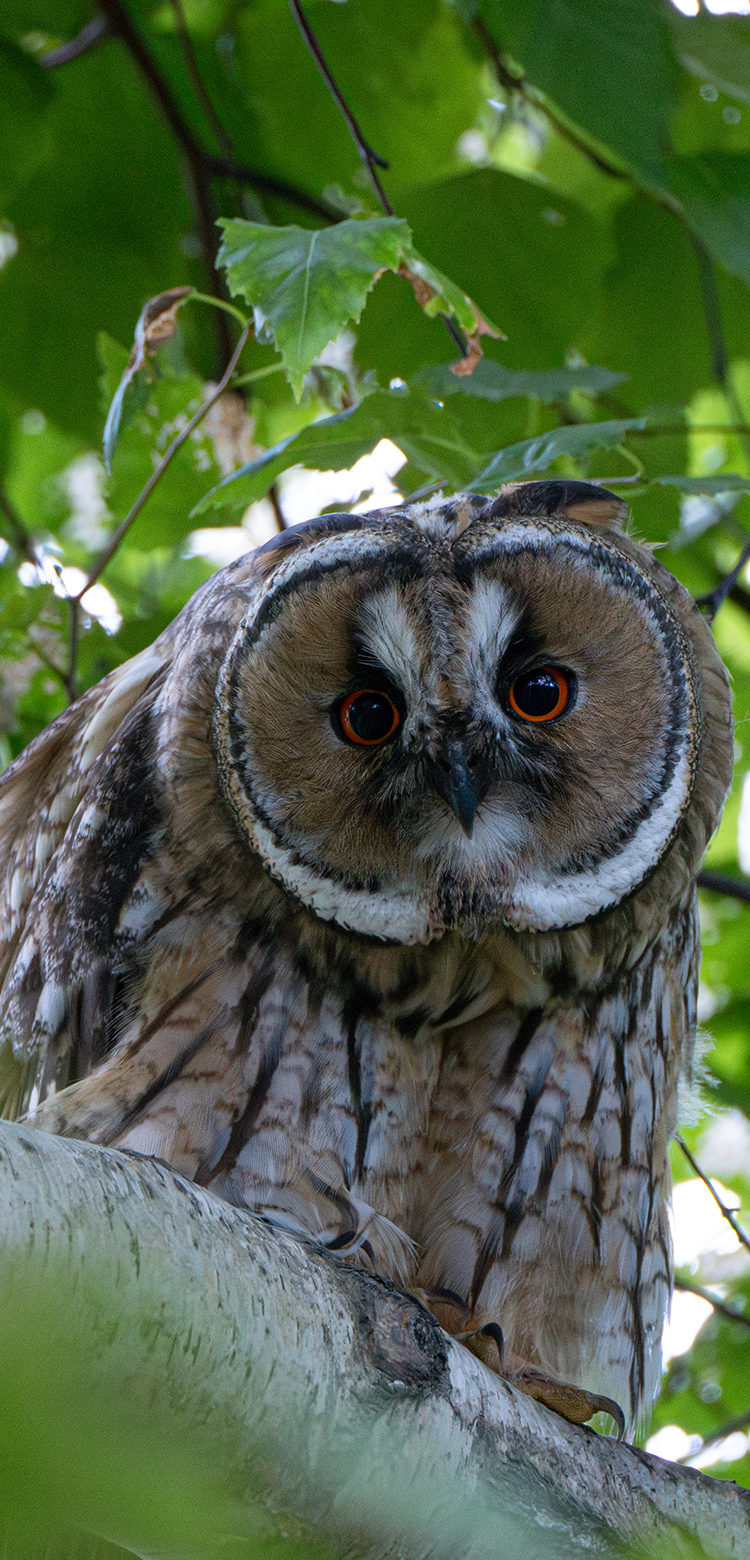 基本情報｜M.ZUIKO DIGITAL ED 100-400mm F5.0-6.3 IS Ⅱ｜M.ZUIKO