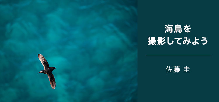 写真家 佐藤 圭 ～海鳥を撮影してみよう（野鳥の楽園・天売島編）～