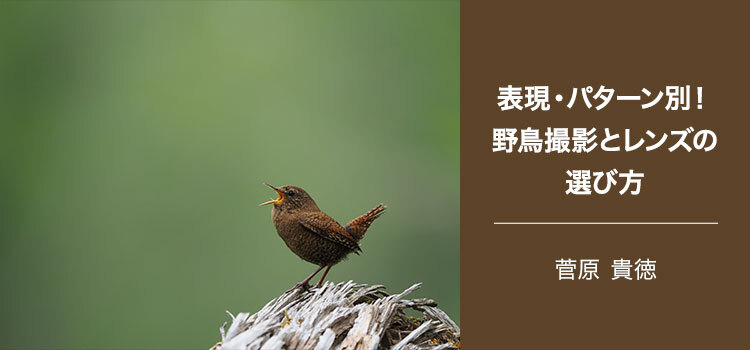 【特集】写真家 菅原 貴徳～表現・パターン別！野鳥撮影とレンズの選び方～