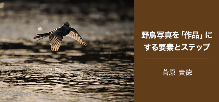 【特集】写真家 菅原 貴徳 ～野鳥写真を「作品」にする要素とステップ～