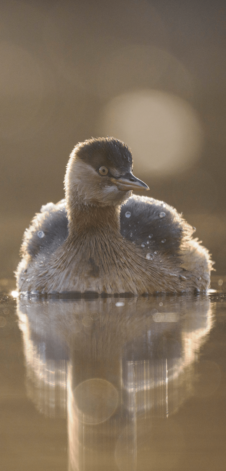 基本情報｜M.ZUIKO DIGITAL ED 150-400mm F4.5 TC1.25x IS PRO｜M