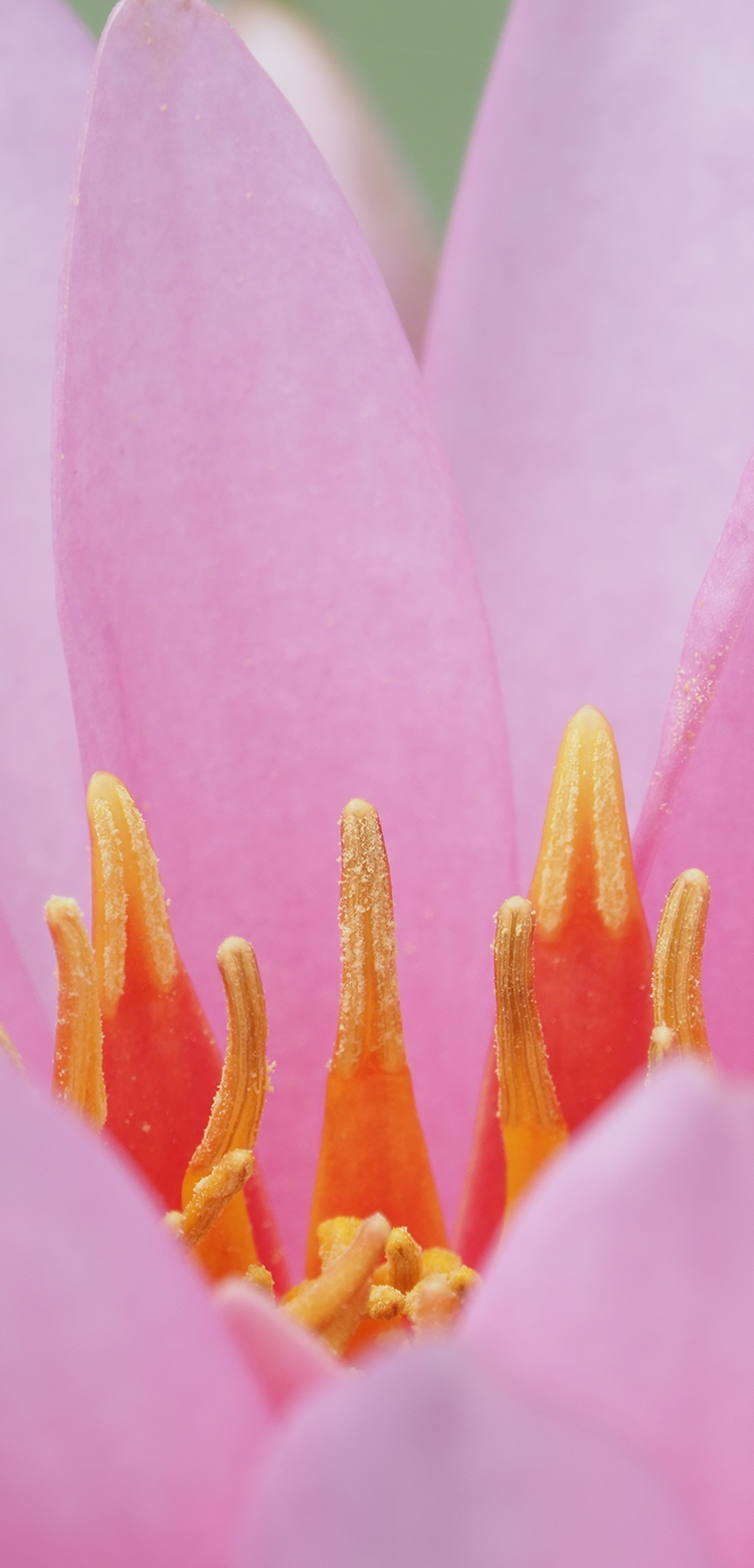 基本情報｜M.ZUIKO DIGITAL ED 150-400mm F4.5 TC1.25x IS PRO｜M