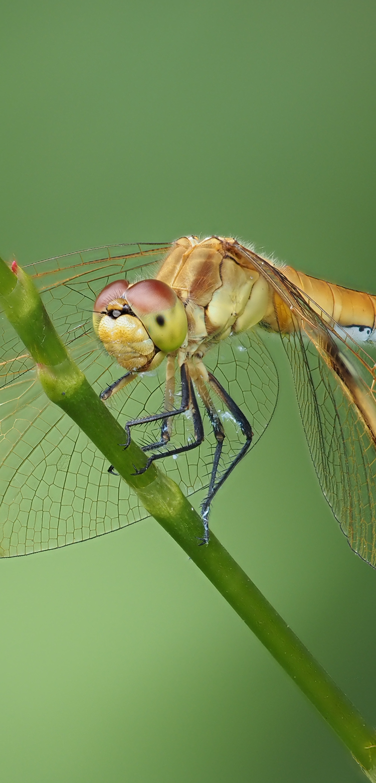 基本情報｜M.ZUIKO DIGITAL ED 150-400mm F4.5 TC1.25x IS PRO｜M