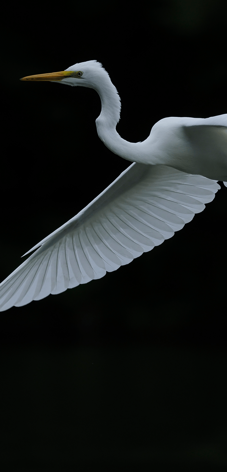 基本情報｜M.ZUIKO DIGITAL ED 150-400mm F4.5 TC1.25x IS PRO｜M