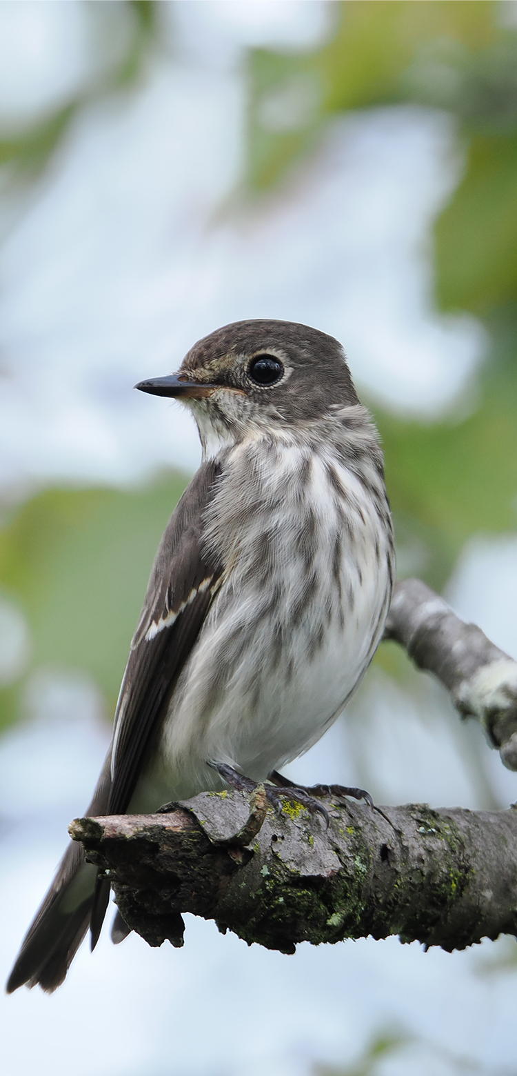 基本情報｜M.ZUIKO DIGITAL ED 150-600mm F5.0-6.3 IS｜M.ZUIKO