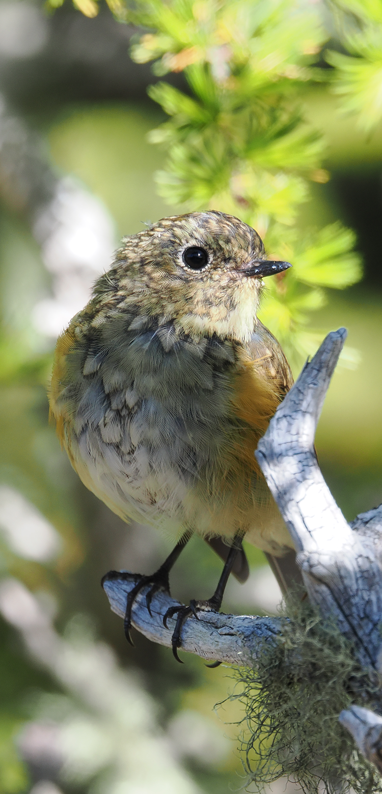 基本情報｜M.ZUIKO DIGITAL ED 150-600mm F5.0-6.3 IS｜M.ZUIKO