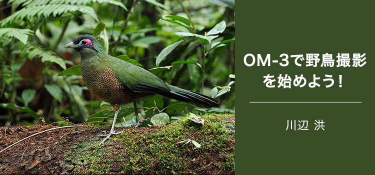 【特集】写真家 川辺 洪～OM-3で野鳥撮影を始めよう！～