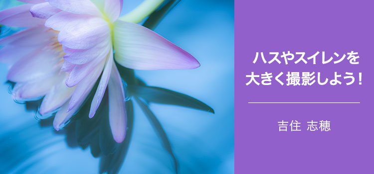 【特集】写真家 吉住 志穂～ハスやスイレンを大きく撮影しよう！～