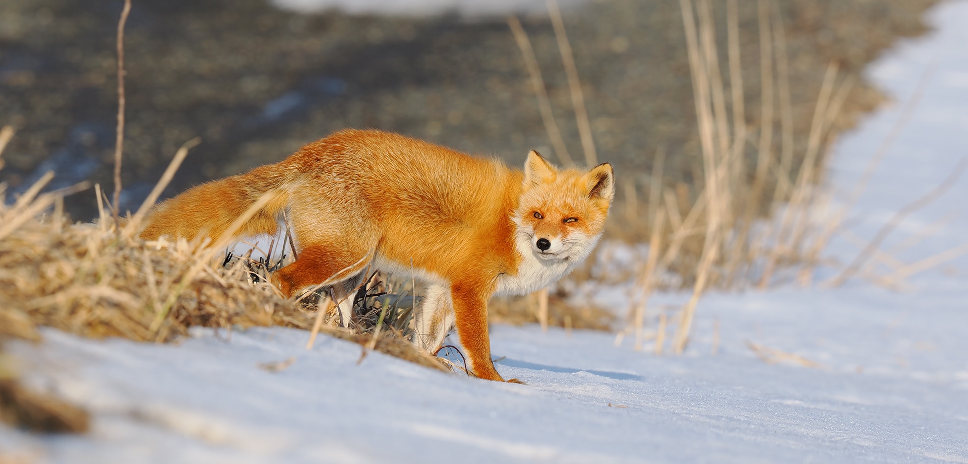 基本情報｜M.ZUIKO DIGITAL ED 50-200mm F2.8 IS PRO｜M.ZUIKO PRO
