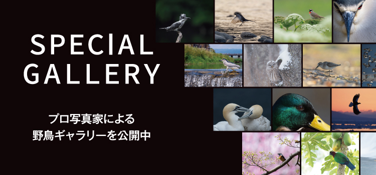 プロ写真家による野鳥ギャラリーを公開中