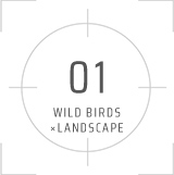 01 WILD BIRDS × LANDSCAPE