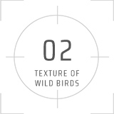02 TEXTURE OF WILD BIRDS