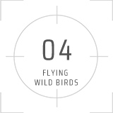 04 FLYING WILD BIRDS