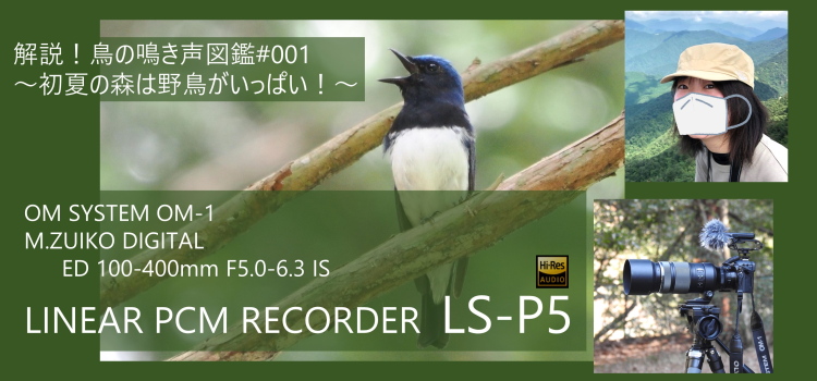 【特集】解説！鳥の鳴き声図鑑#001　～初夏の森は野鳥がいっぱい！～