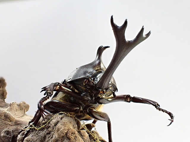 カブトムシ