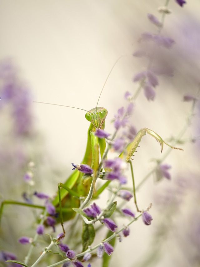 カマキリ