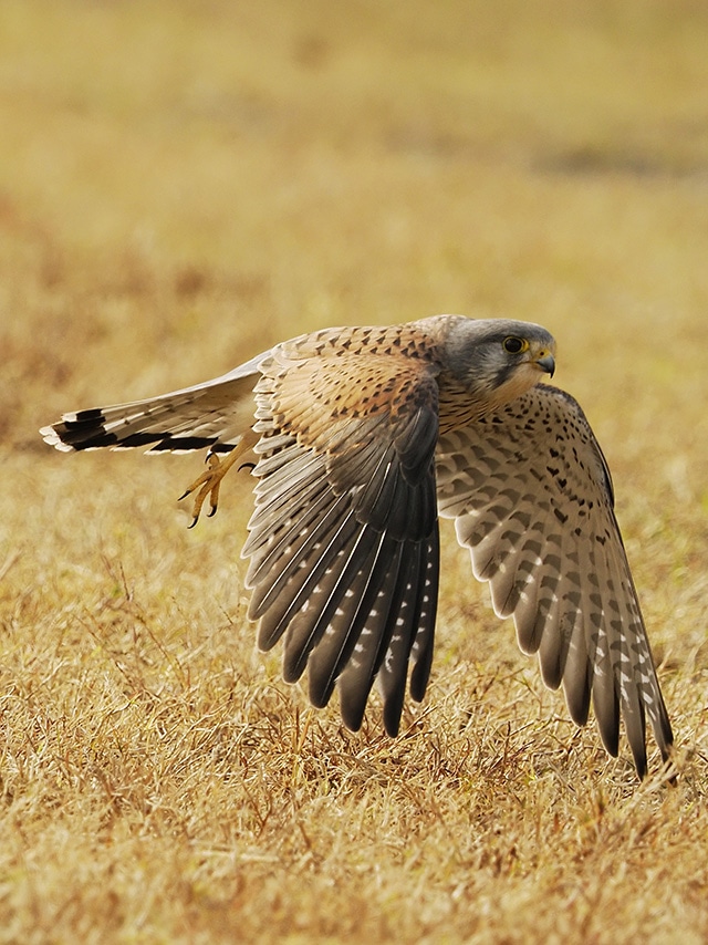 野鳥