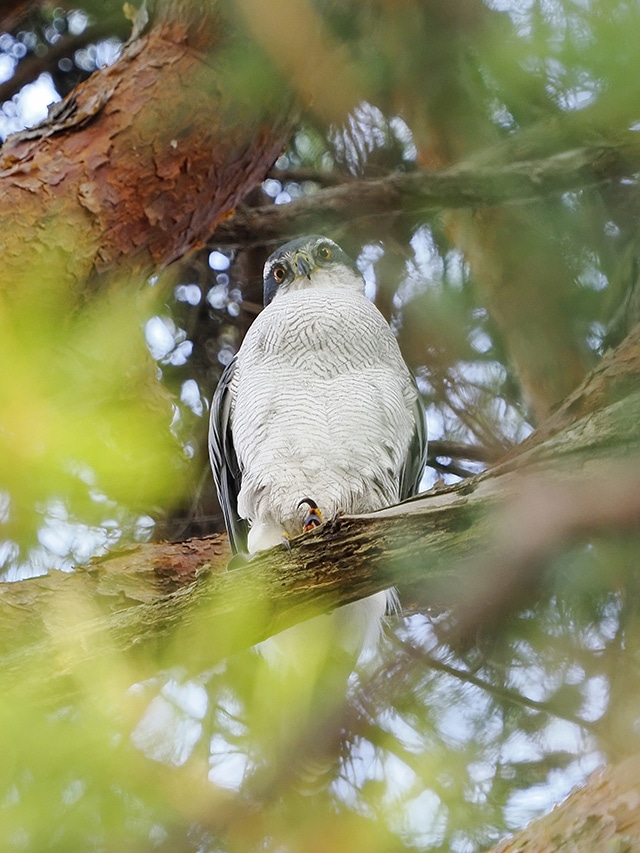 野鳥