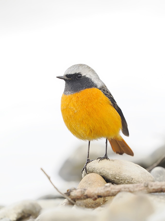 野鳥