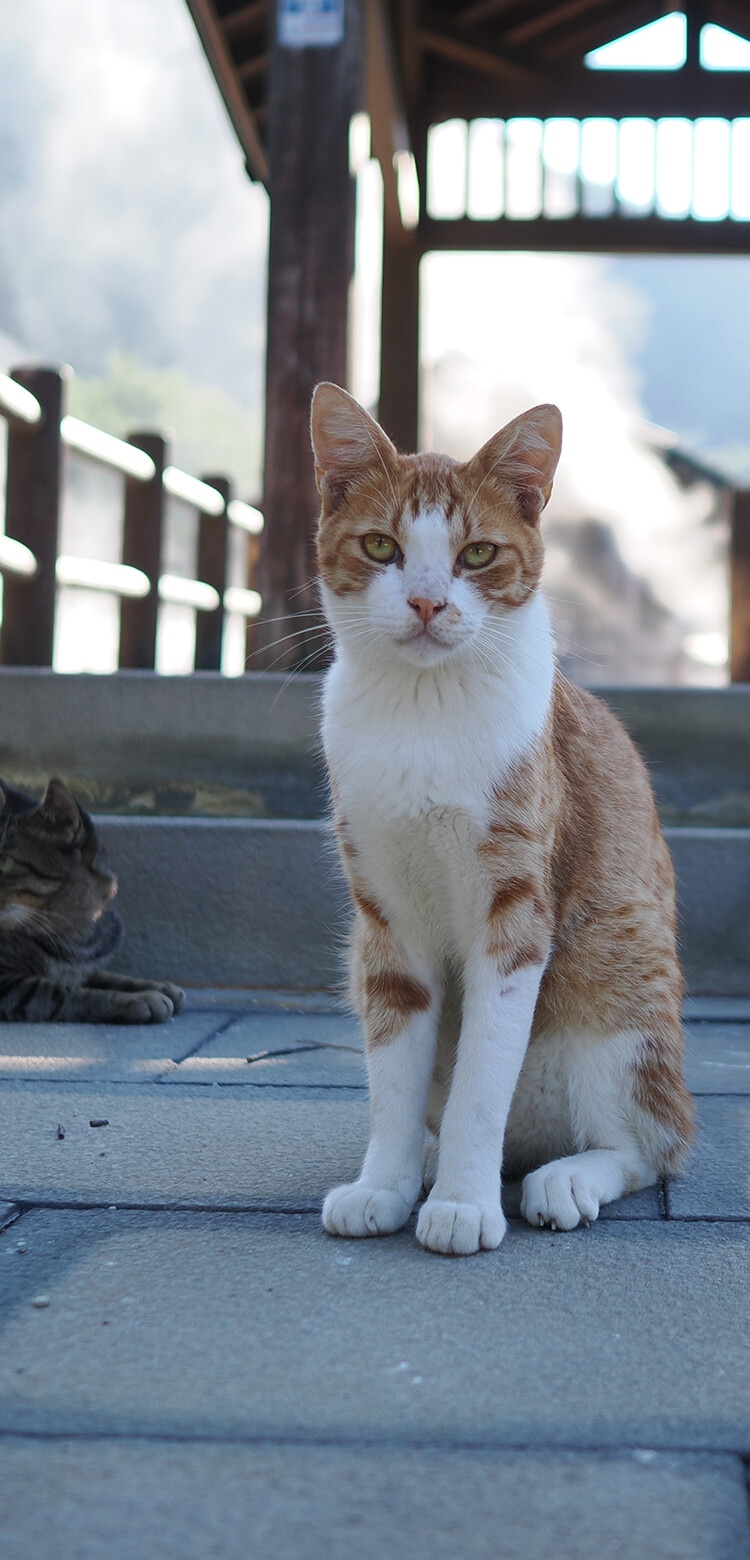 基本情報｜OM-3｜OM｜OM-D｜デジタル一眼カメラ｜製品・オンライン